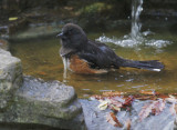Spotted Towhee, female bathing