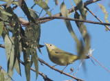 Yellow Warbler