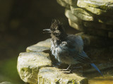 Stellers Jay