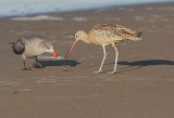 Long-billed Curlew & Heermanns Gull 3