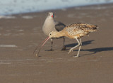 Long-billed Curlew & Heermann's Gull 1