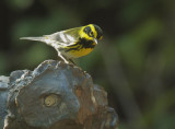 Townsends Warbler, male