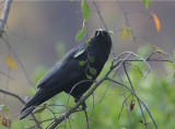 American Crow