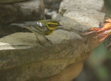 Townsends Warbler, female