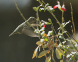 Annas Hummingbird, female