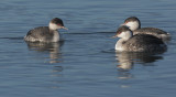 Horned Grebes, 1400 px