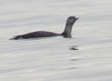 Red-throated Loon, juvenile