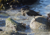 Black Turnstone, jumping