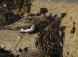 Black Turnstone, foraging