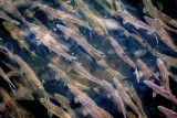 Alewives Heading Up the Ladder