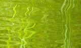 basic green