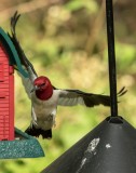 red headed wood pecker