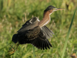 Green heron from Florida