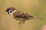eurasian_tree_sparrow