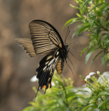 Backyard butterflying 