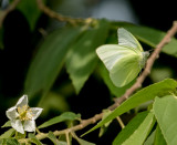 SITINGGIL MUNCUL INDONESIA