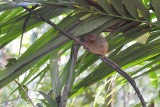 Tarsier 1