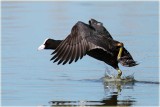 Coot 