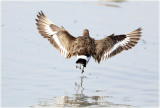 Black tailed Godwit