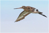 Black Tailed Godwit 