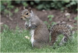 Grey Squirrel