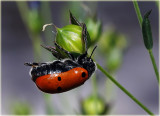 Ladybird 