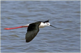 Black Winged Stilt