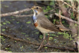Bluethroat 