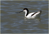 Avocet 