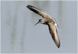 Curlew Sandpiper 