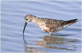 Curlew Sandpiper