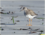 Redshank 