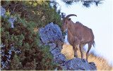 Aoudad aka Barbary Sheep 