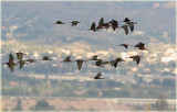 Flock of Glossy Ibis