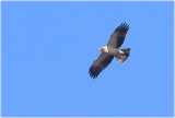 Booted Eagle