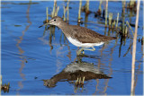 Green Sandpiper