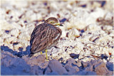 Stone Curlew