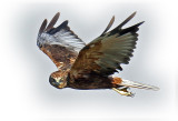 Harrier-Marsh-M-web.jpg