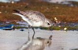 Grey Plover 