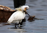 Spoonbill 