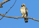 Booted Eagle Juv 1.JPG