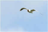 Black Headed Gull 