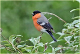 Bullfinch 