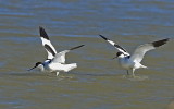 Avocet 