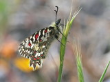 Spanish Festoon 