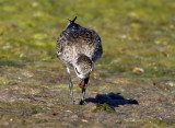 Grey Plover 