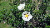 Wild Hibiscus Flower 