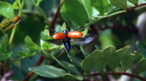 Lachania Tetrastigma aka Leaf Beetle