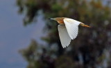 Squacco Heron 