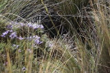 Rock_Bunting_hidden_in_his_nest.jpg